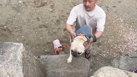 Our Baby And Dogs First Time At Beach Together