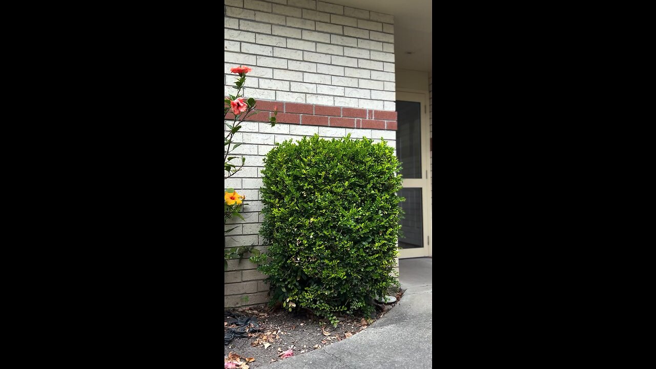 Satisfying Hedge Pruning