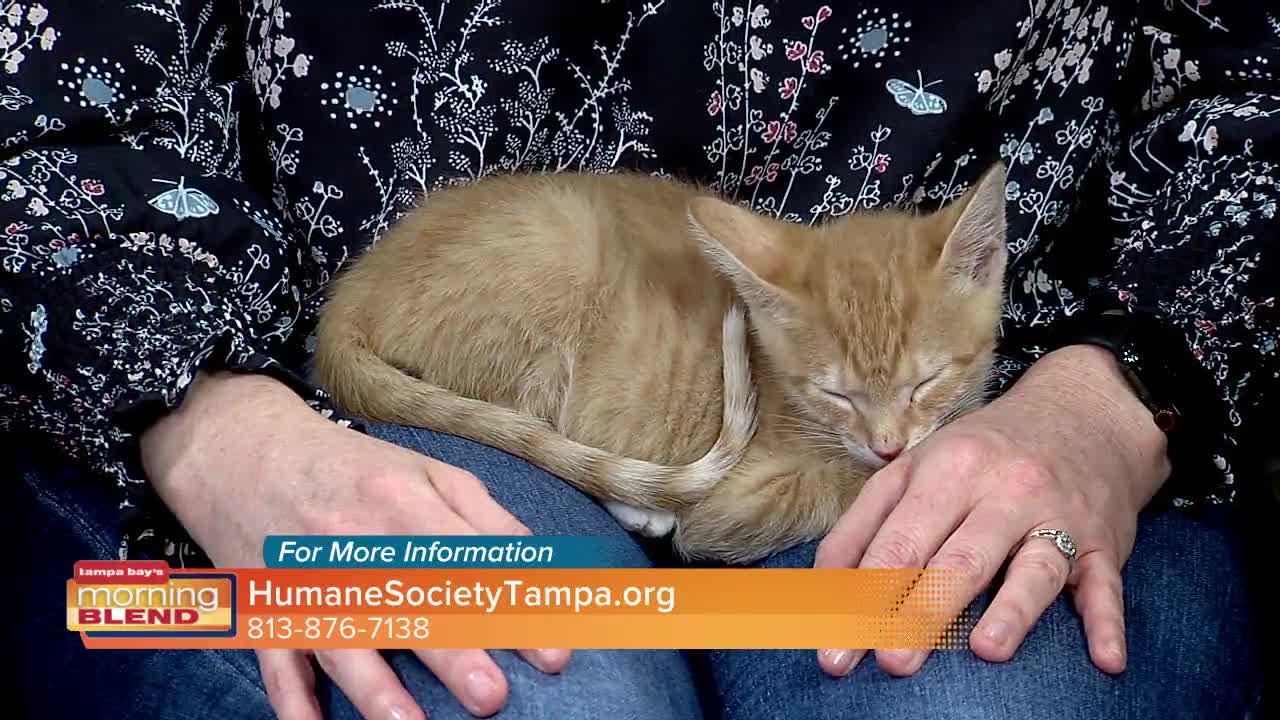 Humane Society of Tampa Bay | Morning Blend
