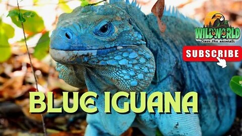 Blue Iguana
