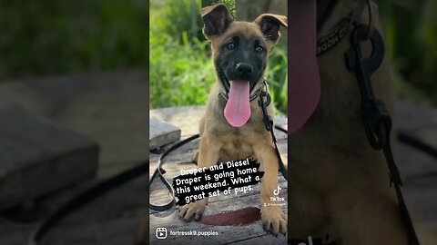 Malinois puppies in training #malinoislovers #puppies #puppylove