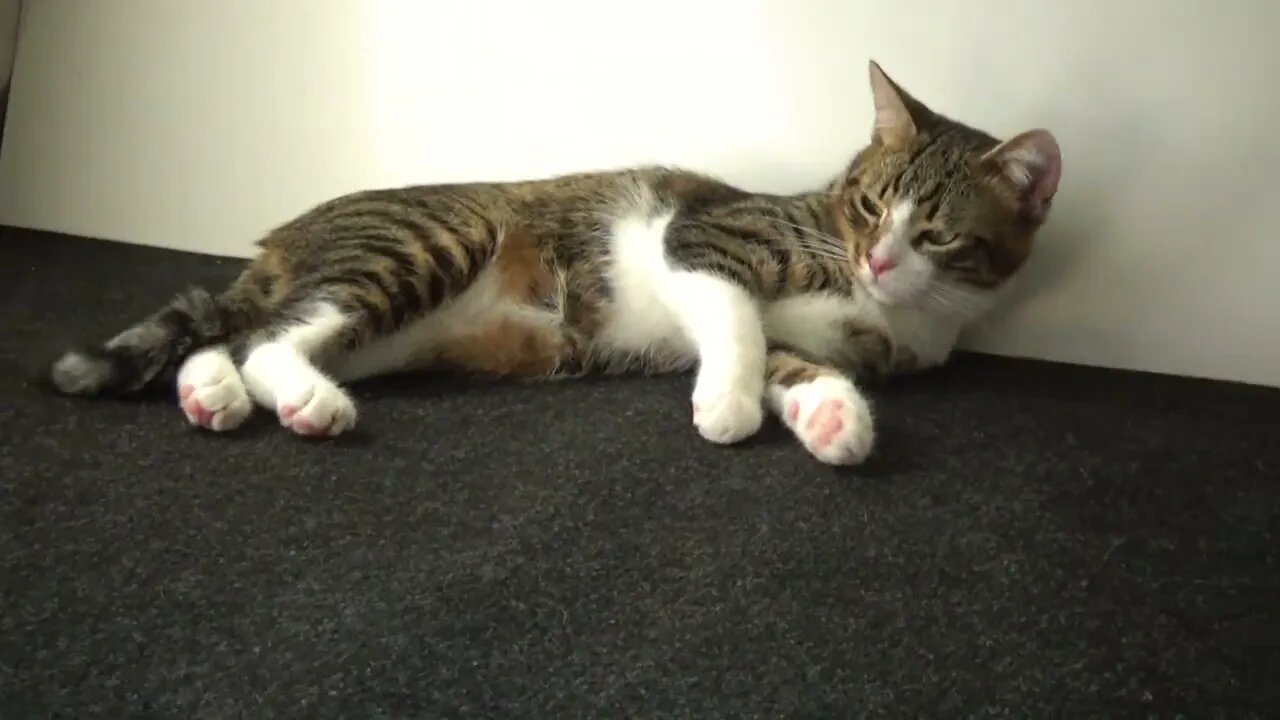 Kitten Is too Tired to Play