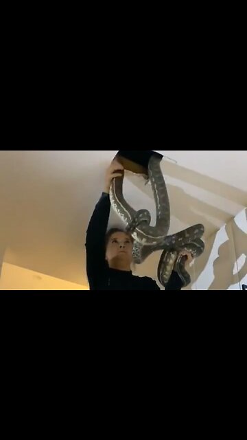 Lady Pulls 2 Pythons Fighting Above Her Kitchen Tiles Out Like A Boss
