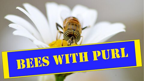 bees with purl