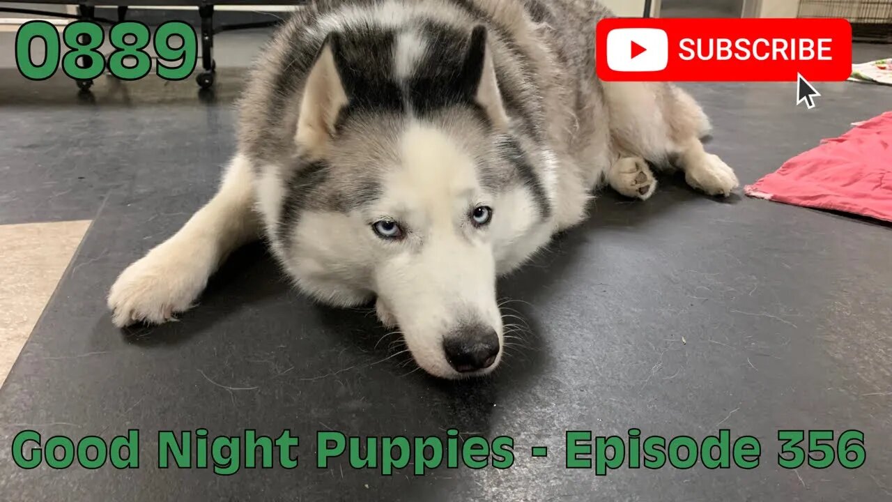 [0889] GOOD NIGHT PUPPIES - EPISODE 356 [#dogs #doggos #doggos #puppies #dogdaycare]