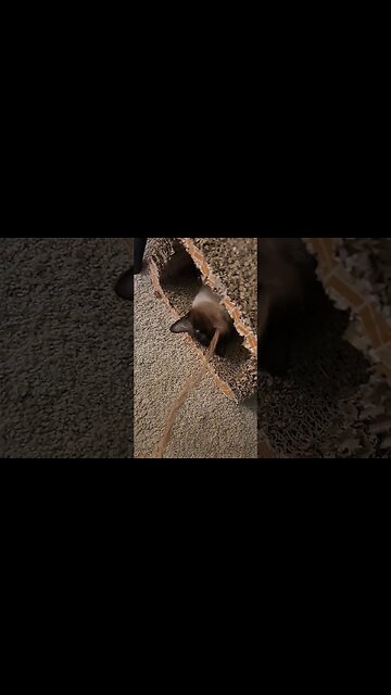 playing with Cinder #cat