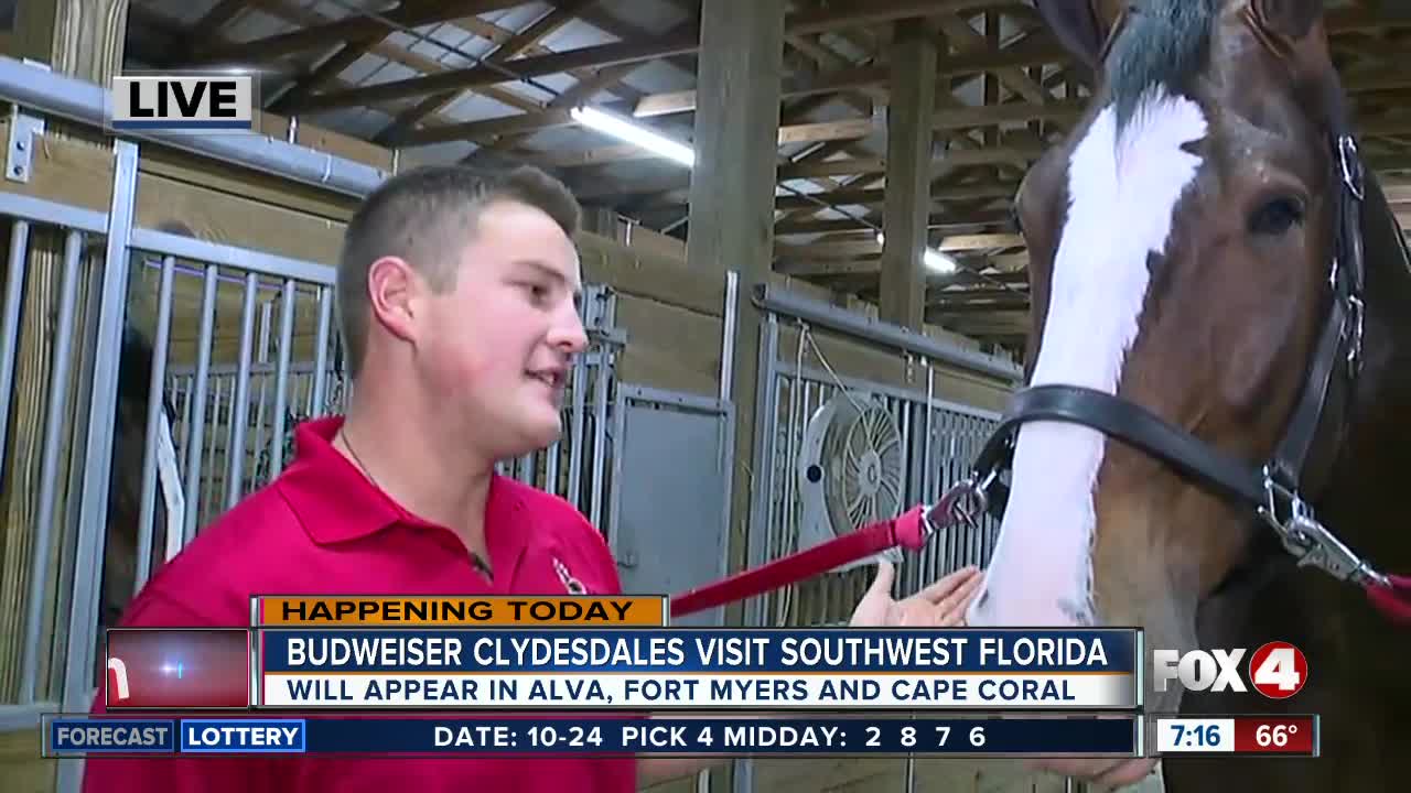 Budweiser Clydesdales visit Southwest Florida this week - 7am live report