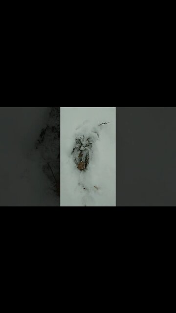 #snowyforest #ontario #vlog