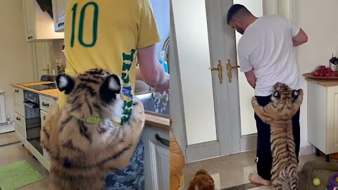 Sweet tiger cub hugging owner video