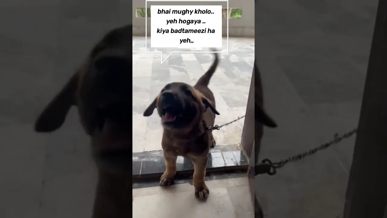 When Chico gets angry at me 😂 | CHICO THE DESI GSD #shorts #ytshorts #youtubeshorts #germanshepherd