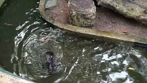 A close encounter with an Otter 🥰