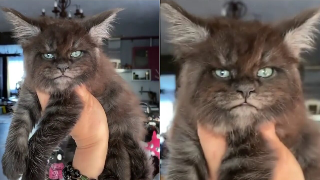Very vicious cat but terribly cute