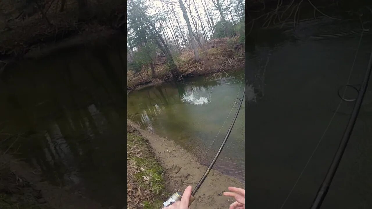 WILD Spring Steelhead SLAMMING a Spinner! #shorts