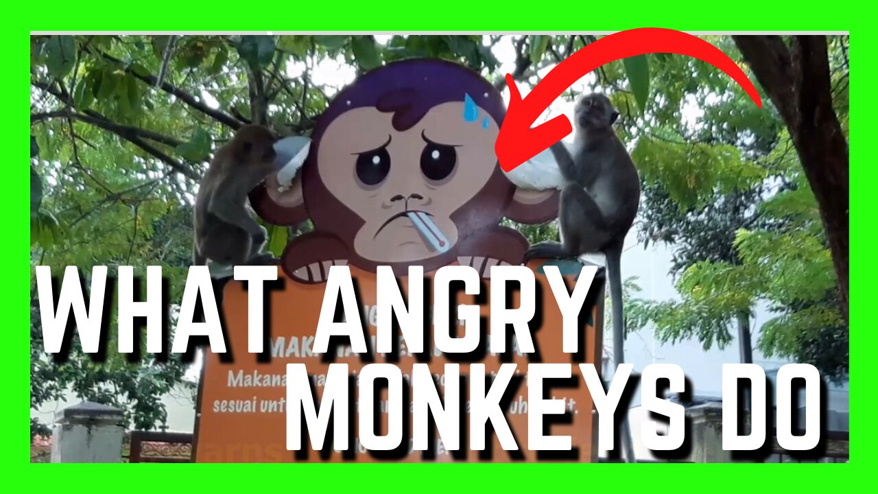 Mischevious Monkeys Doing Damage To A Signboard | Funny Animals