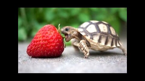 Turtle - a cute and funny turtle video