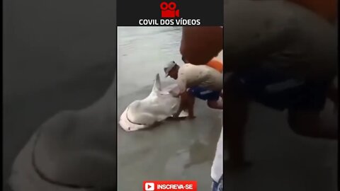 Banhistas salvando um tubarão na praia