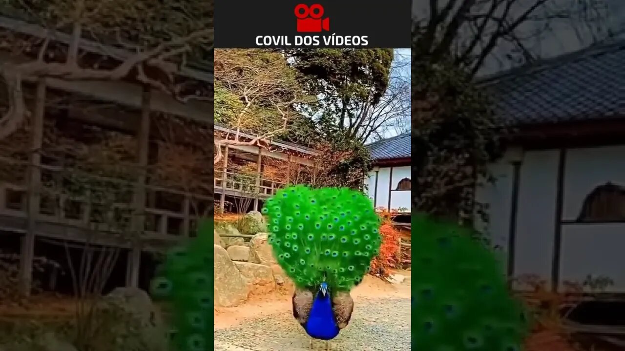 TODA A BELEZA DO PAVÃO
