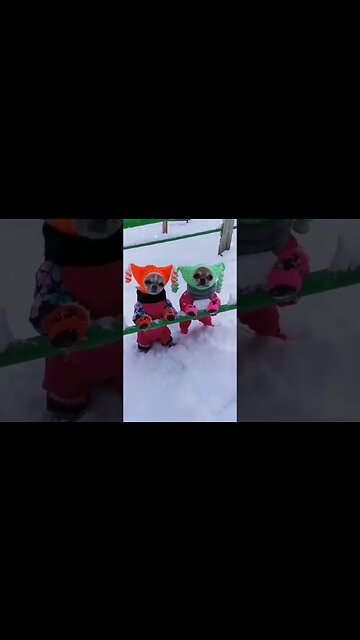 See What Our World's Cutest Animal Does When You Least Expect It!