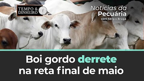 Boi gordo derrete na reta final de maio com média da arroba à vista de R$200 em BH