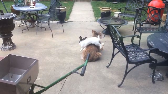 Bunny Bounces Around A Bored Dog