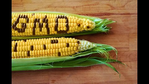 Did A New Study Just Find GMOs Safe? - Questions For Corbett