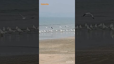 Beautiful SeaBirds in Goa at Mira Mar Beach #shortvideo #viral #shorts #nature #youtubeshorts