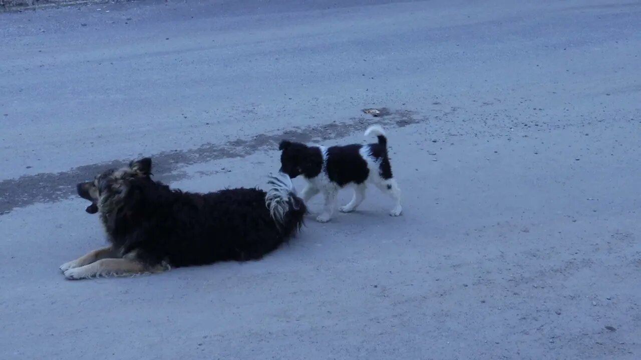 A Cute Dog and Her Puppy