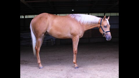 Cloudy Invite AQHA Longe Line