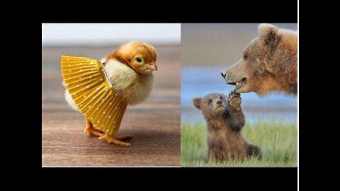 ❤️Cutest Animal Video❤️_ Must Watch😍