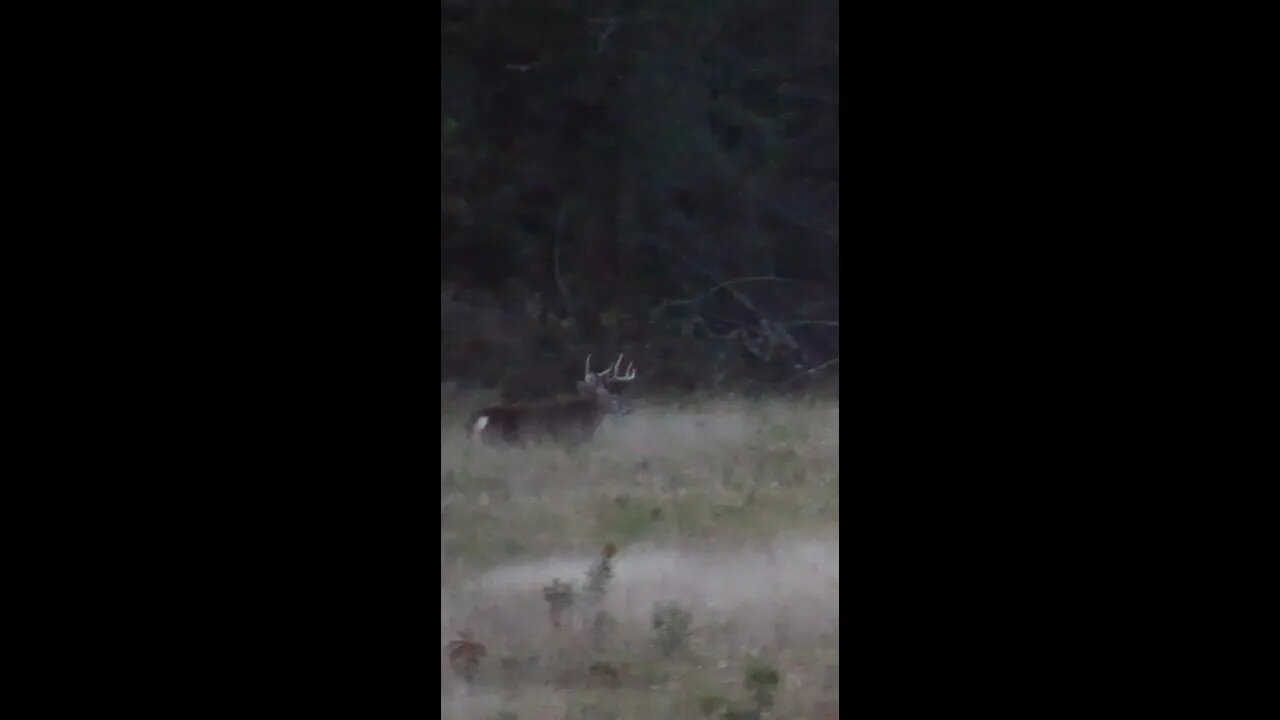 A Buck Ambushed this Doe!!