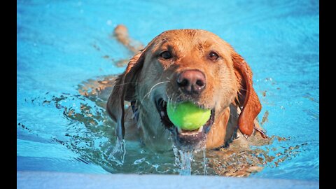 Teaching My Dogs How To Swim Perfectly