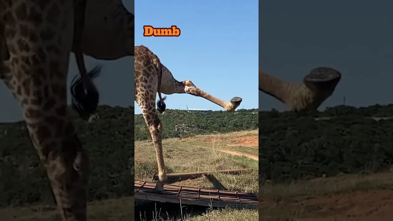 The dangers of transporting Giraffes!