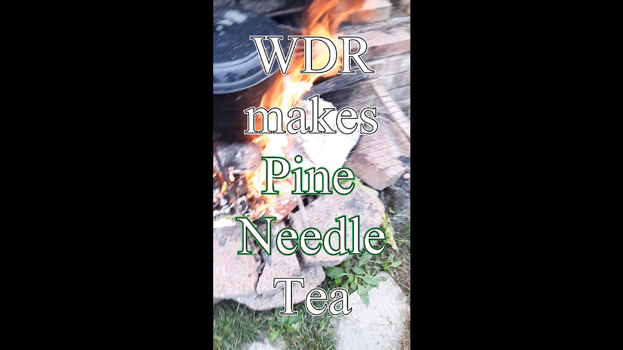 WDR MAKES PINE NEEDLE TEA