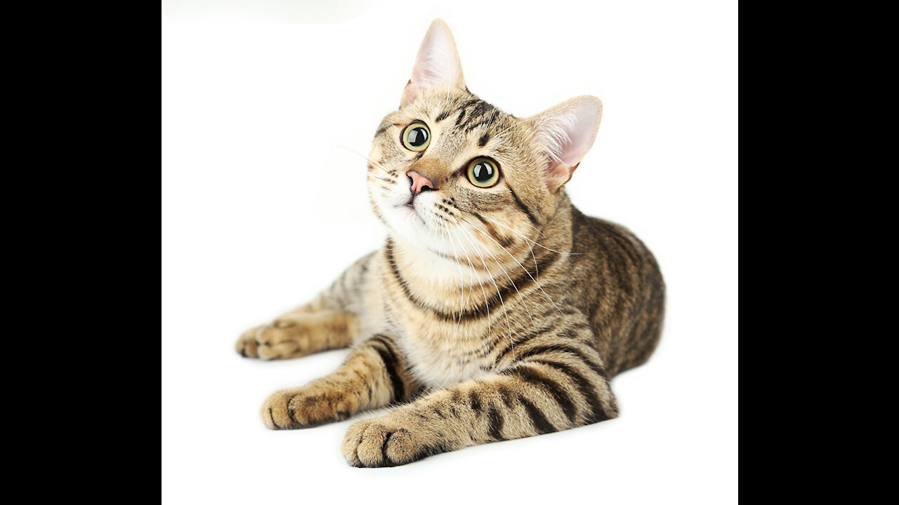 cute and funny cats for you to smile