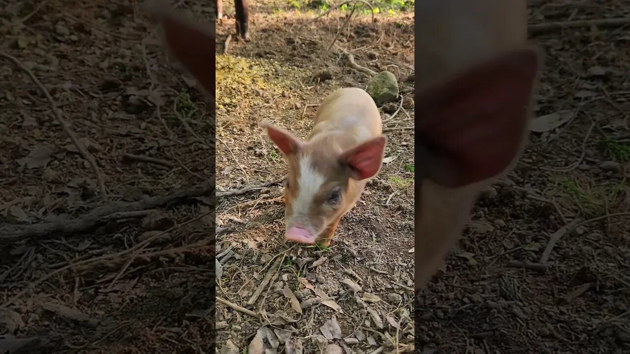 Little Piggies Up Close @UncleTimsFarm #kärnəvór #carnivore #shorts #hereford #freerangepigs
