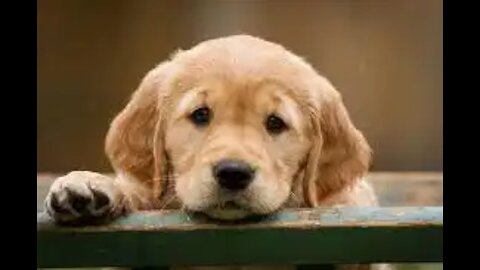 Indian Street Dogs🐶 || Cute ❤️ 🐕