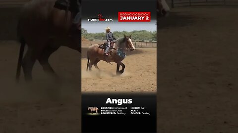 Let us introduce you to Angus! Beautiful draft cross gelding on Horsebid.com until Jan 2nd!
