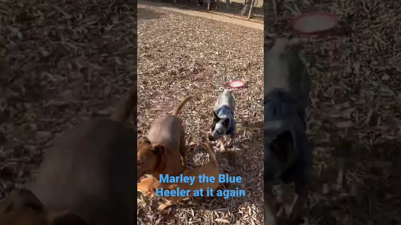 #shorts #fitness #frisbee #cow #blue #cattle #beef Australian Cow Dog takes on frisbee