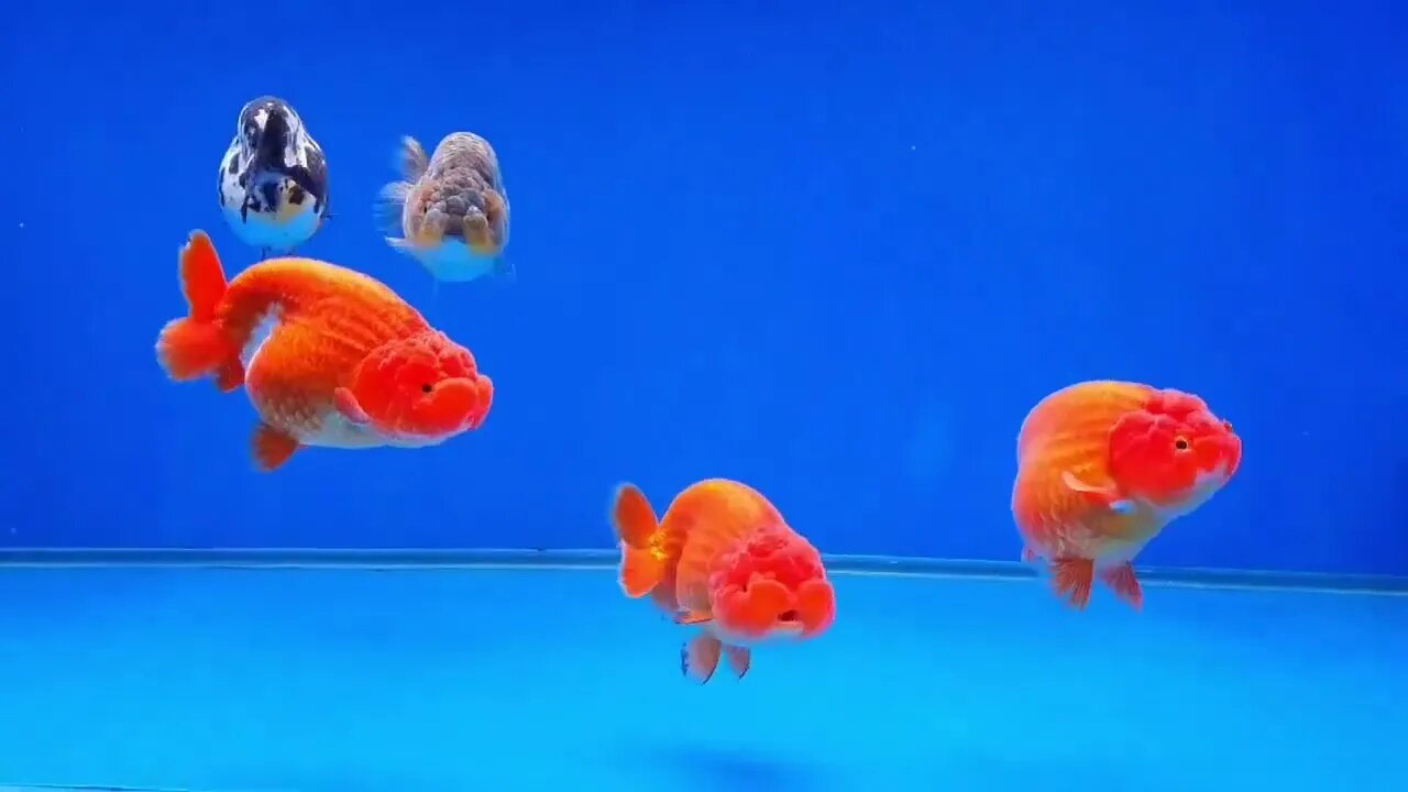 Big Giant Oranda Goldfish-8