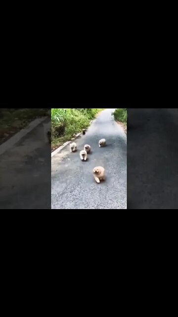 cuteness coming in 😊 #shorts #clips #shortsfeed #shortvideo