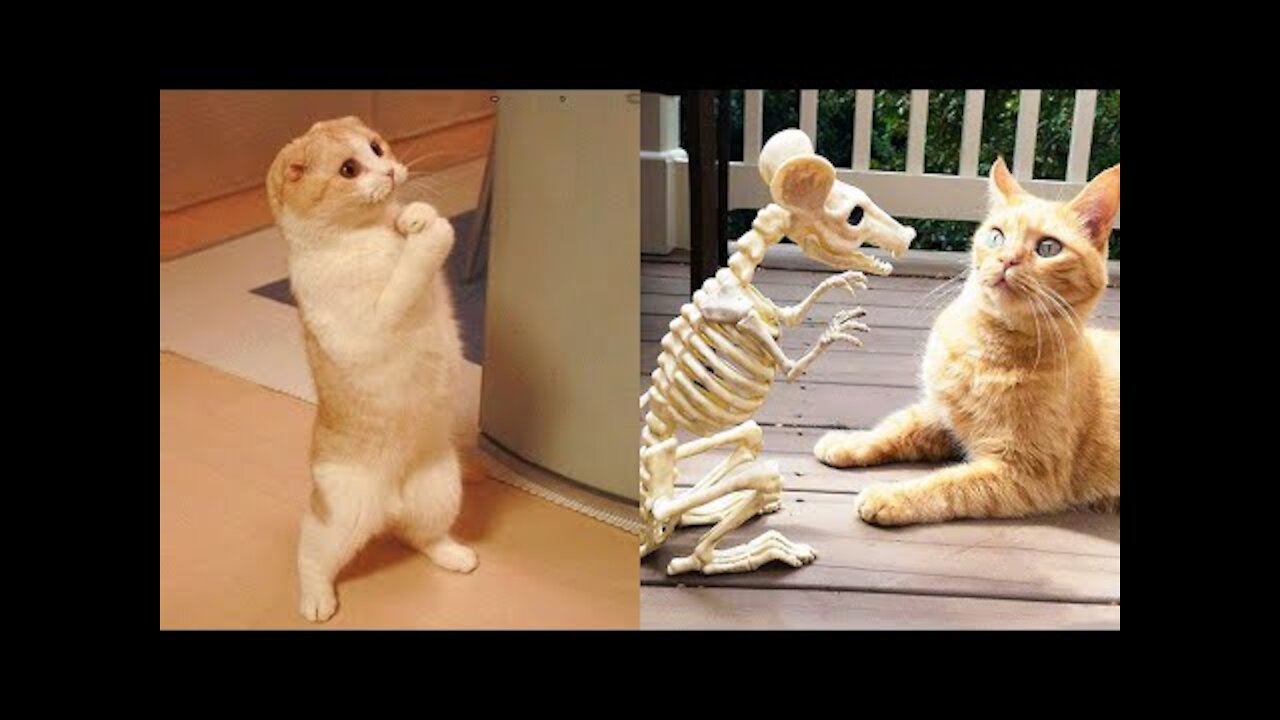 Funniest Animals - Best Of The 2021 Funny Animal Videos #1