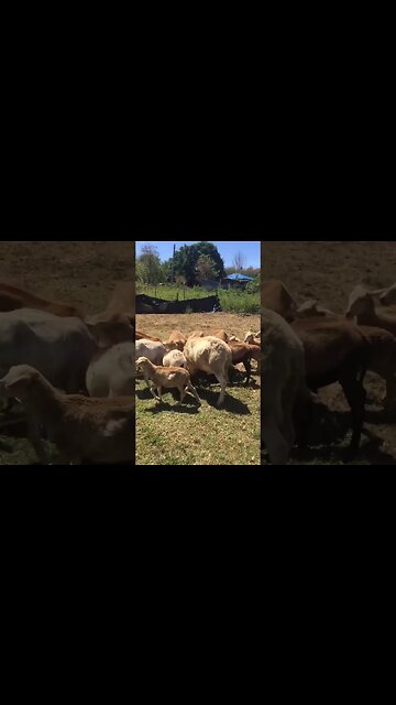 The Amazing Talents Of My Farm Animals