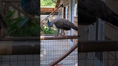 Up close with the peacocks at Tiger World!