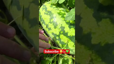 Found this MONSTER MELON Hiding in the Watermelon Patch 🍉💚 #shorts #viral #tiktok #trending