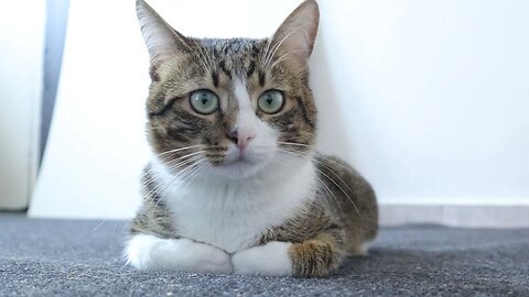 Curious Cat Is Puzzled by the Mysterious Washing Machine