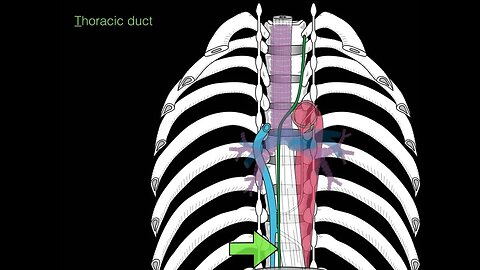 Posterior and Superior Mediastinum