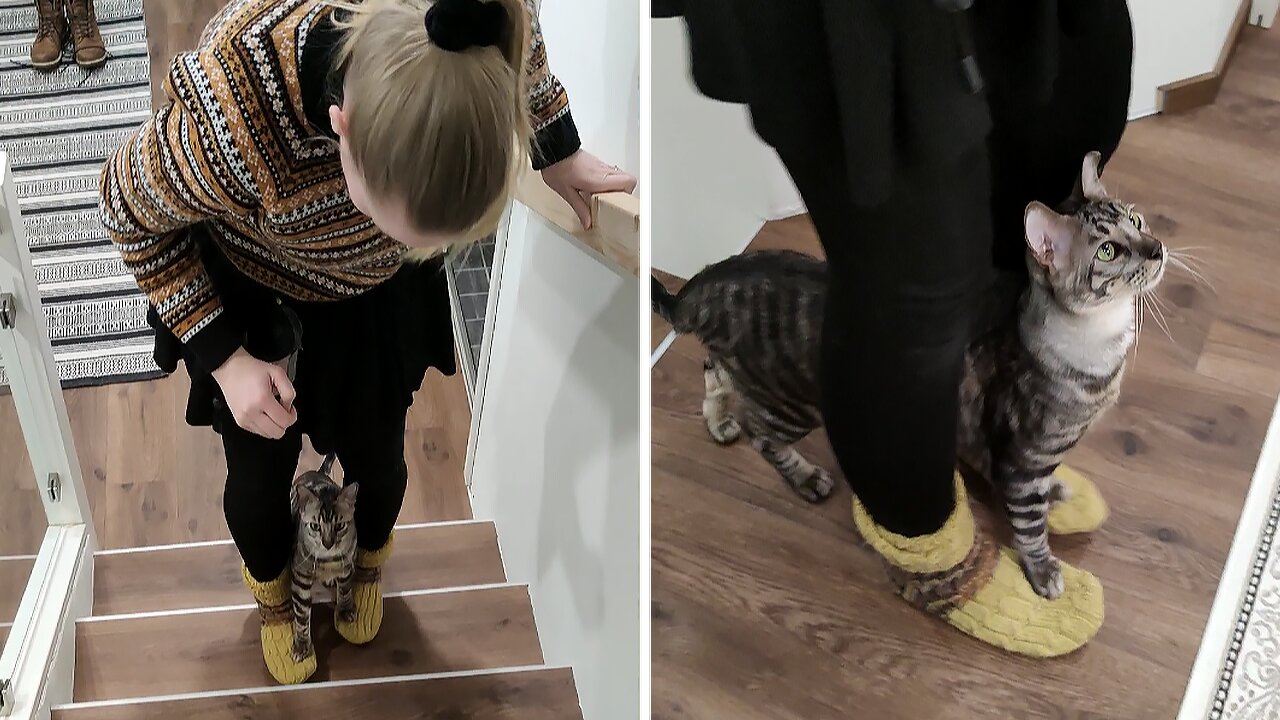 Very Talented Cat Performs Amazing Stairs Trick