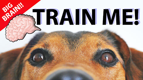 Train your Dog with the Basics! Essential Lessons For Your Dog.