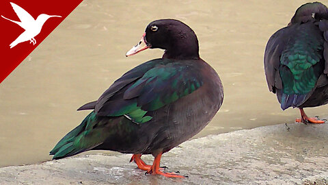 Feral Ducks Search for Food on the River