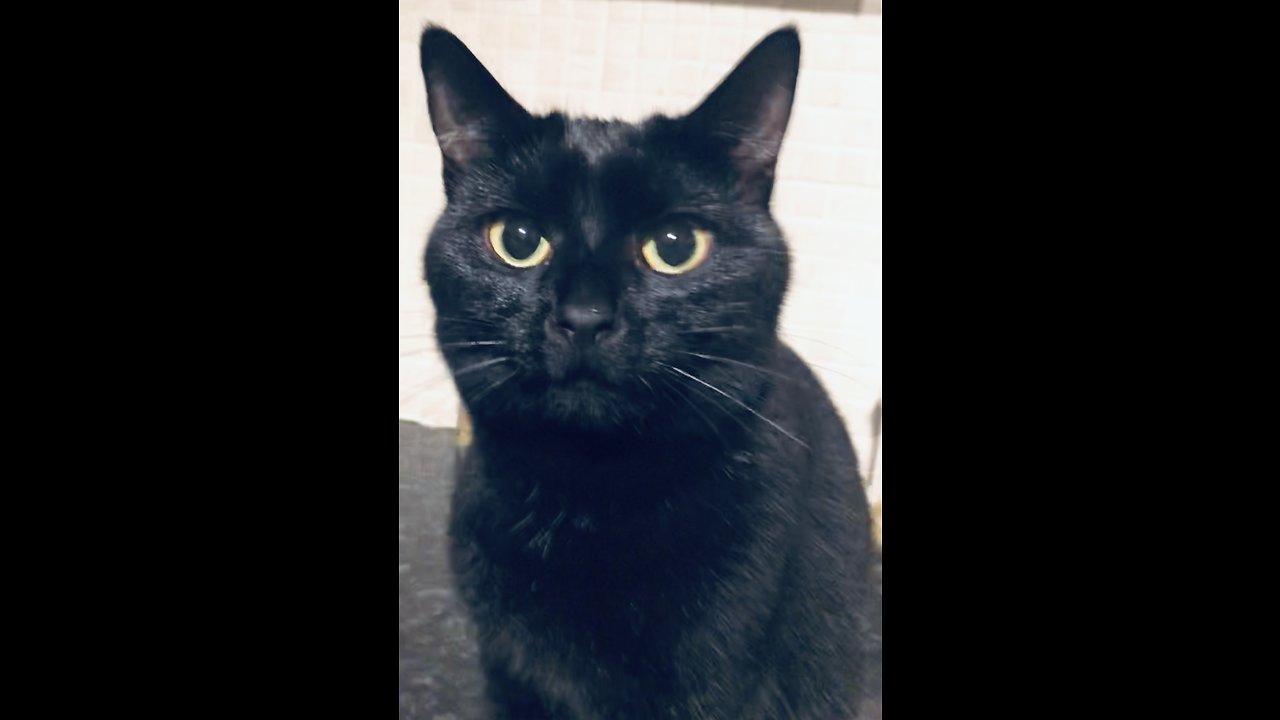 Cat doesn’t want to be touched